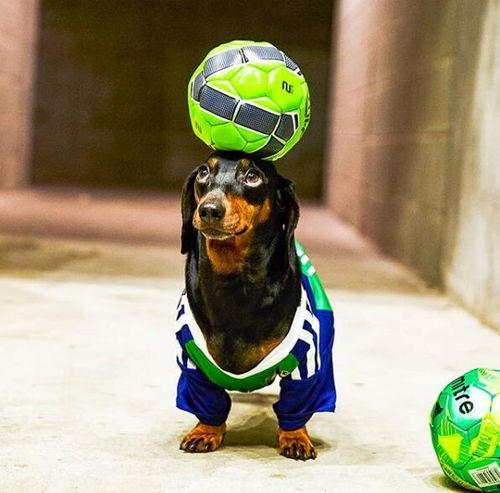 腊肠狗吃瓜,一场欢乐的消暑盛宴