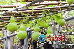 杭州阿姨吃葫芦瓜,探寻民间家常美味