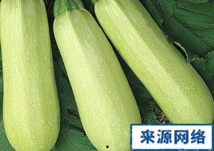 怀孕可以吃白瓜吗,白瓜——孕妇的养生佳品