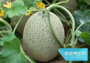 哈密瓜能热着吃吗,探索热食的魅力