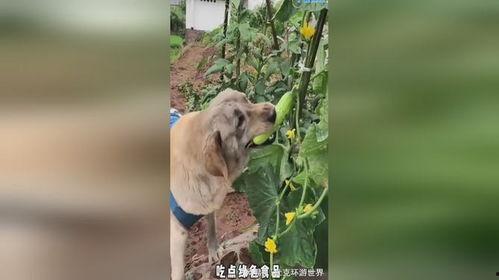 狗吃瓜的好处,狗狗吃瓜的五大益处揭秘