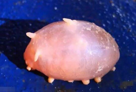 海猪可以吃瓜么,海猪能否享用瓜果美食？揭秘海洋生物的饮食习惯