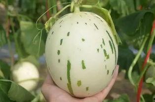 流星瓜孕妇可以吃