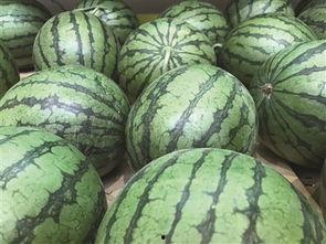 圆满莎头吃瓜,一场别开生面的夏日盛宴