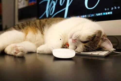 吃瓜大肥喵,揭秘娱乐圈那些不为人知的幕后故事