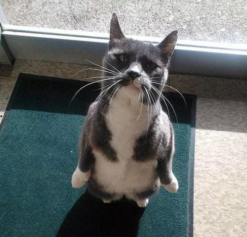 我是吃瓜猫咪图片,揭秘我是吃瓜猫咪的趣味日常