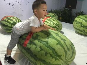 铁岭吃瓜群众事件