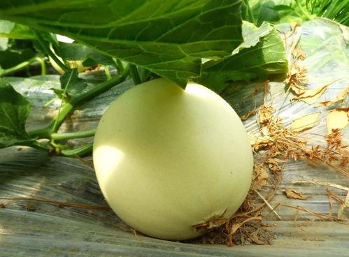 韩国吃瓜在哪,吃瓜群众聚集地大揭秘