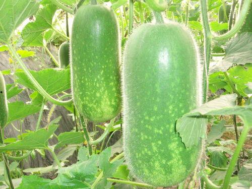 大冬瓜吃大瓜图片,一场瓜界奇遇记