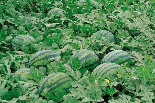 老六吃瓜群,揭秘娱乐圈幕后故事