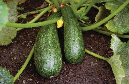 秋天吃豆不吃瓜,豆香四溢，瓜果退场