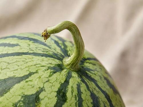 上海行吃瓜,一场别开生面的“吃瓜”之旅