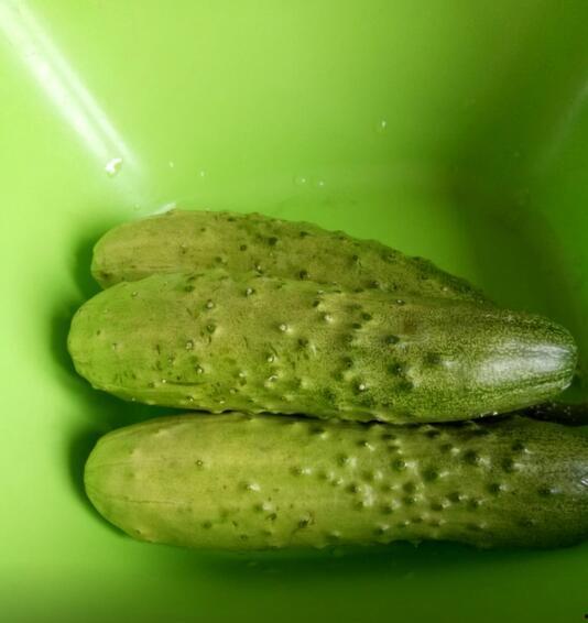 农村小媳妇吃的瓜,农村小媳妇的瓜香生活