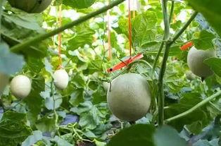 吉甜蜜网纹瓜可以吃,美味与营养的完美结合