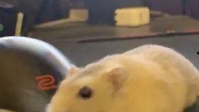 小白的吃瓜日记,揭秘娱乐圈幕后故事