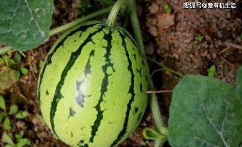 绿色的翠瓜怎么吃,绿色翠瓜的多样美味探索