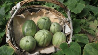 阿婆吃瓜,揭秘民间趣事背后的真实故事