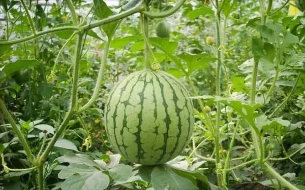 安徽郎溪吃瓜哥,揭秘网络红人的崛起之路