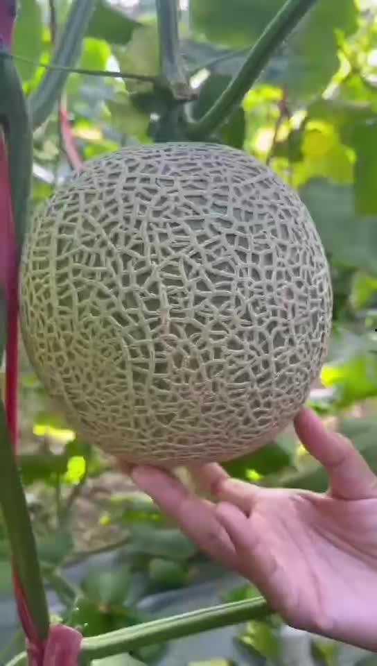 吃玲珑蜜瓜过敏,揭秘过敏背后的真相