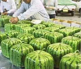 宁夏大学吃瓜群众,吃瓜群众视角下的校园生活剪影