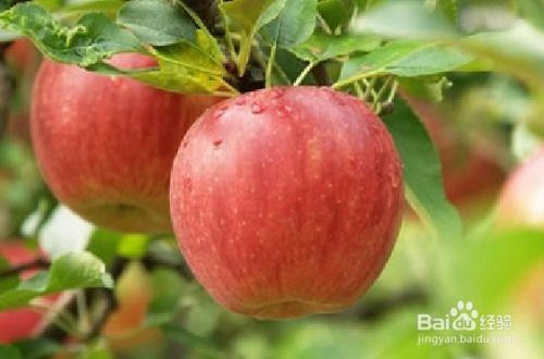 吃瓜好还是吃苹果好吃,吃瓜与吃苹果，谁才是味蕾的终极赢家？”