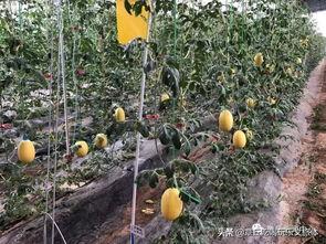 济南章丘吃瓜事件,一场引发热议的社区冲突纪实