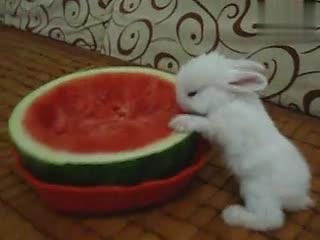 兔子吃胶瓜吗怎么吃,兔子如何享用胶瓜美味