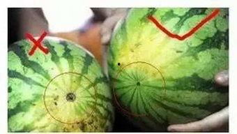 福州游神吃瓜,揭秘城市美食背后的故事与趣闻