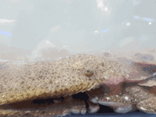 章鱼事件吃瓜,揭秘海洋生物的神秘奇遇