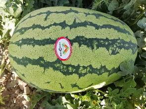 万佳吃瓜,揭秘娱乐圈幕后故事