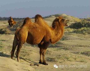 骆驼吃老瓜视频,老瓜成美食盛宴
