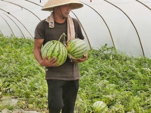 吃瓜合集,揭秘娱乐圈那些不为人知的幕后故事